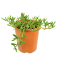 Sesuvium Green