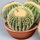 Golden Ball Cactus