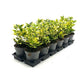 Evergreen Euonymus