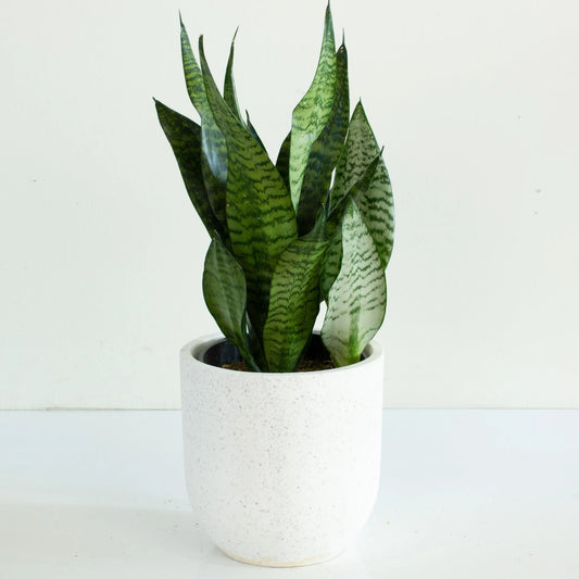 Snake Plant