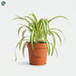 Chlorophytum Comosum indoor plant Dubai UAE 