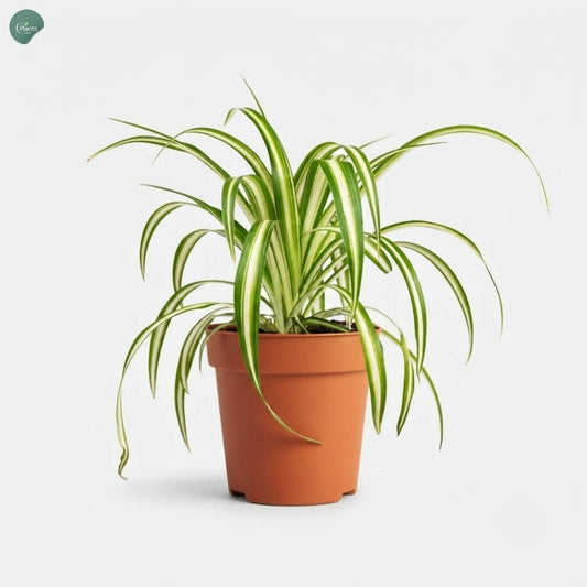 Chlorophytum Comosum indoor plant Dubai UAE 