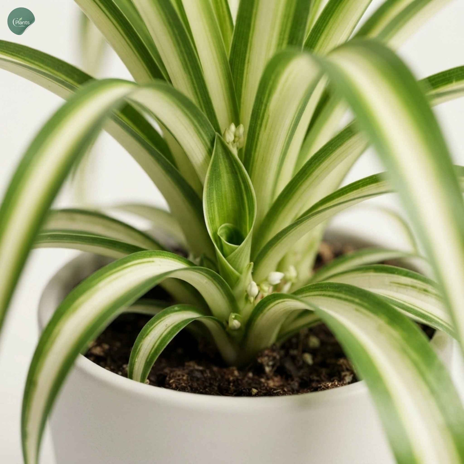 Pet-friendly indoor plant in Dubai 