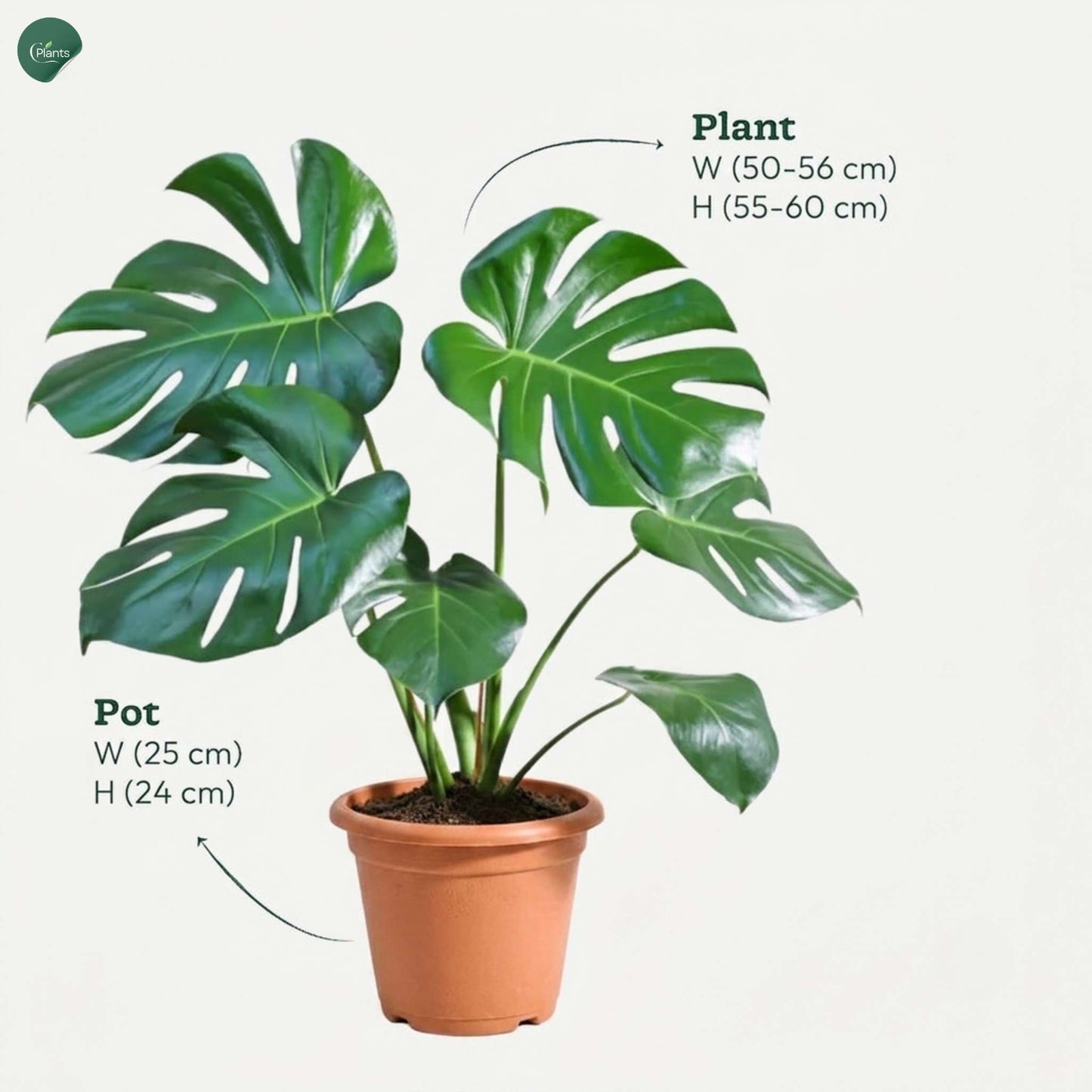 Swiss Cheese Plant for modern UAE homes 