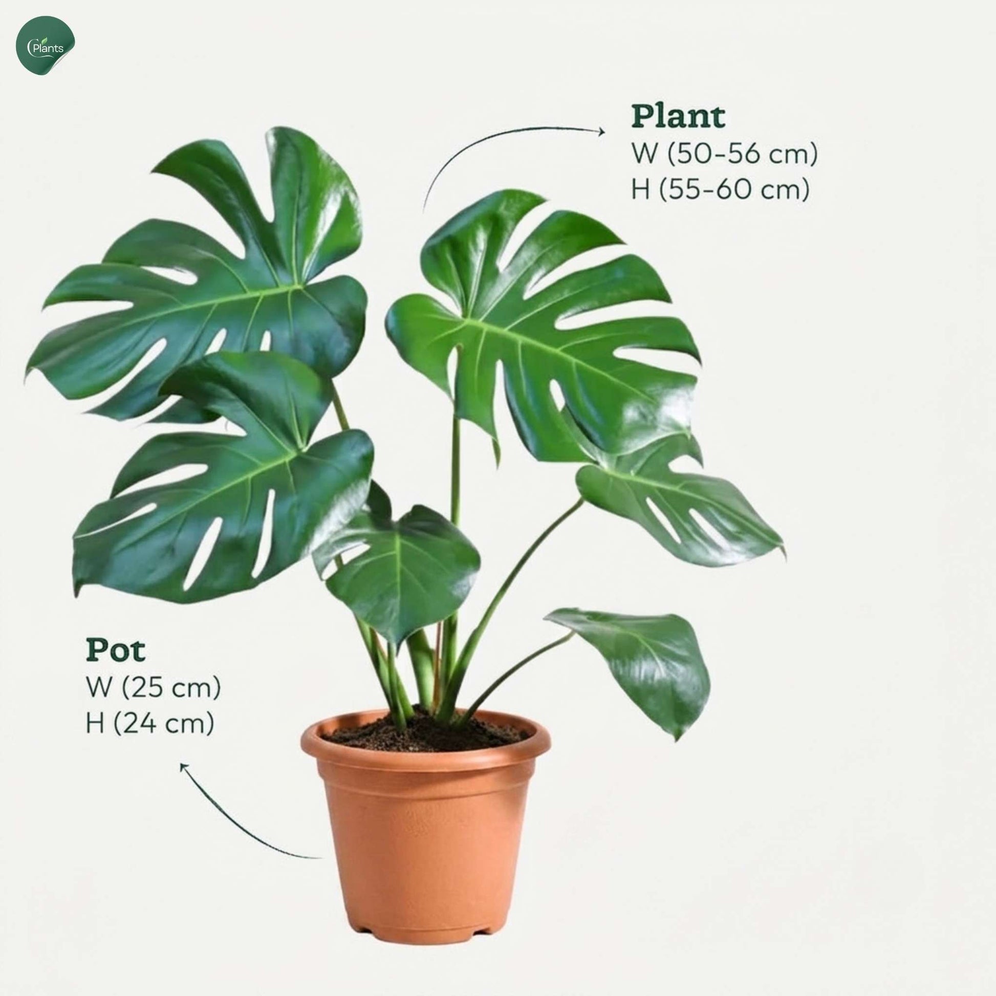 Swiss Cheese Plant for modern UAE homes 