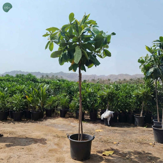Terminalia Catappa Almond Tree for sale in Dubai UAE
