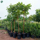 Terminalia Catappa Indian Almond Tree outdoor landscape Dubai