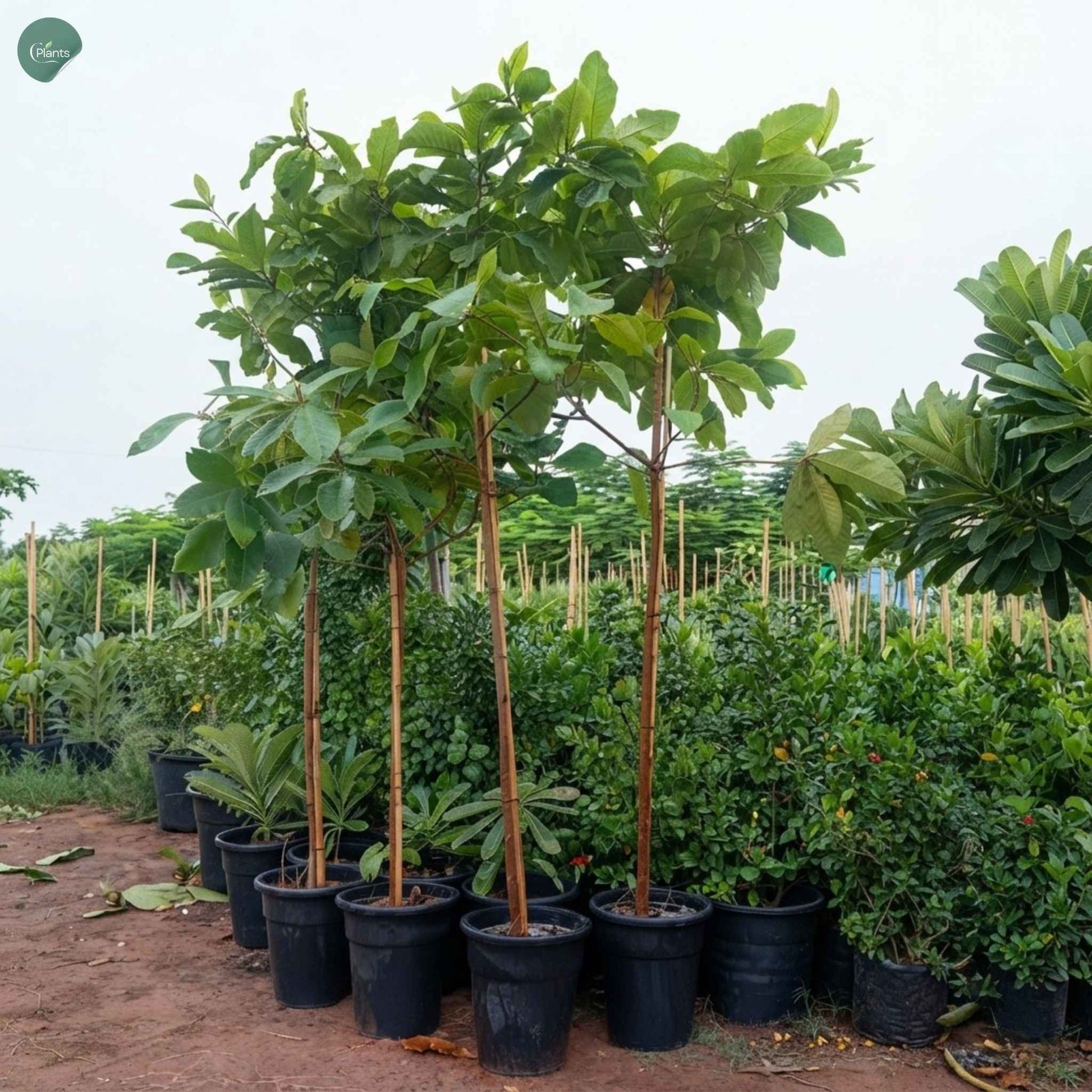 Terminalia Catappa Indian Almond Tree outdoor landscape Dubai