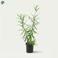 Thevetia Peruviana outdoor flowering plant with yellow flowers in Dubai UAE