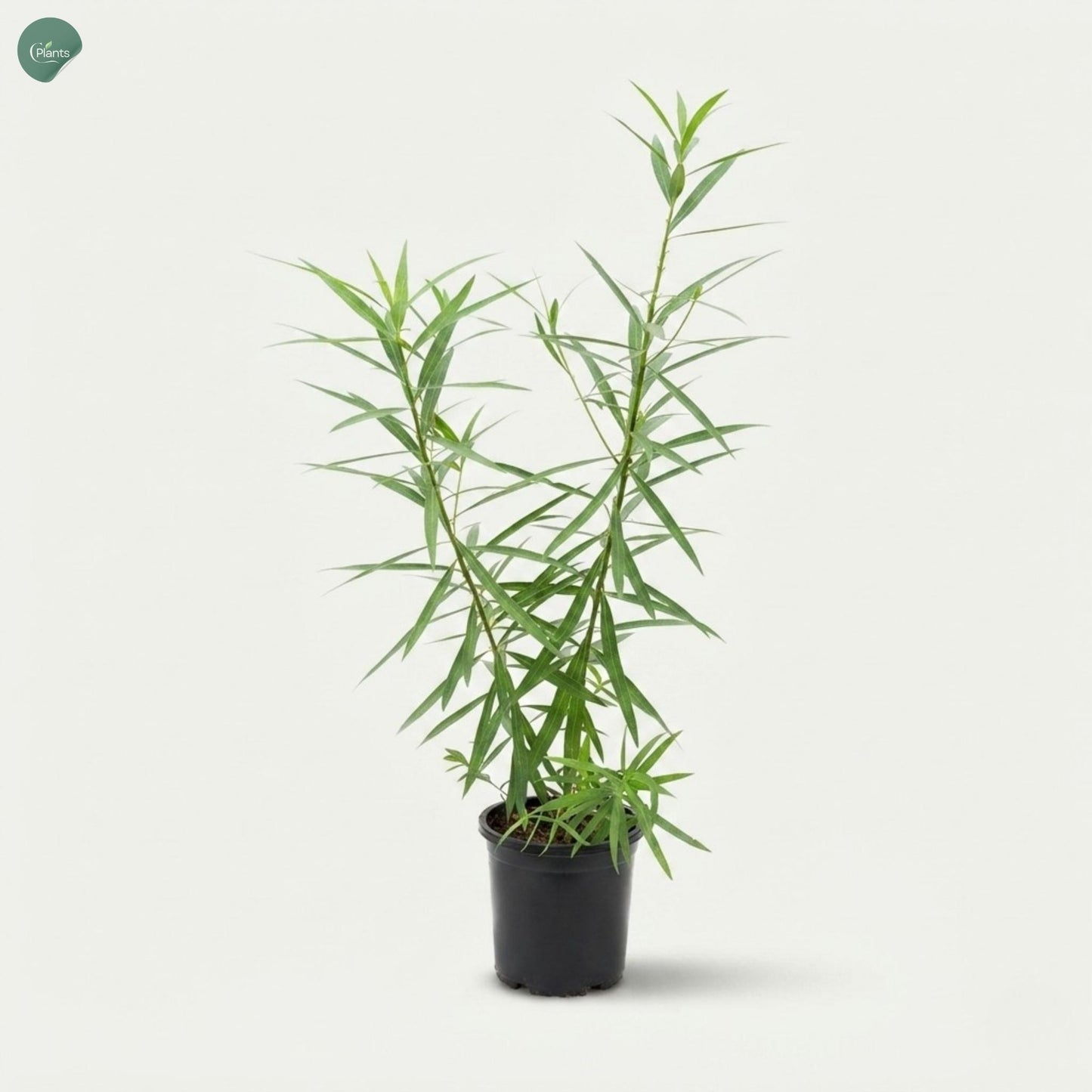 Thevetia Peruviana outdoor flowering plant with yellow flowers in Dubai UAE