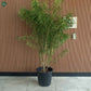 Thevetia Peruviana yellow flowering outdoor plant for garden landscaping