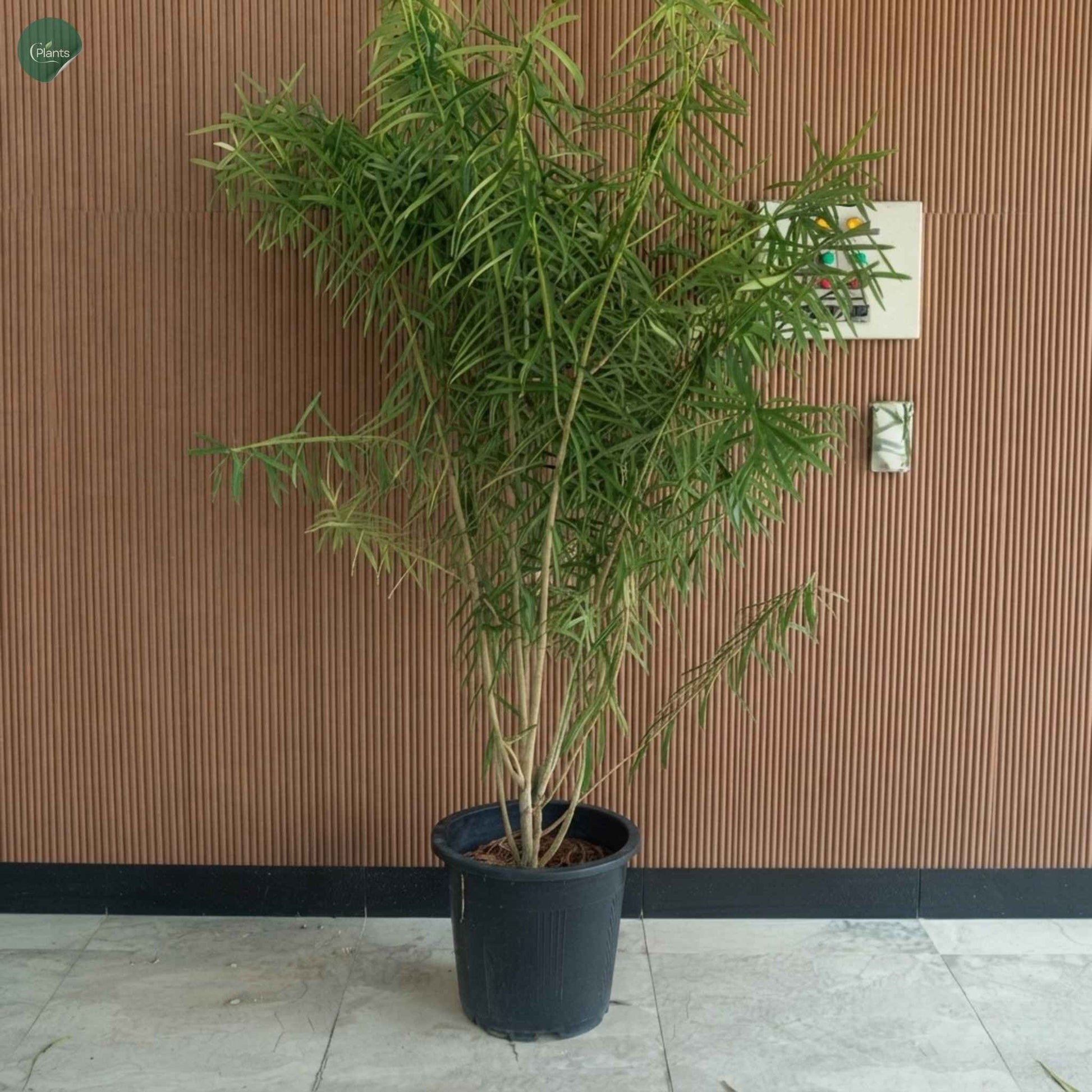 Thevetia Peruviana yellow flowering outdoor plant for garden landscaping