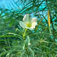 Yellow flowers of Thevetia Peruviana flowering plant