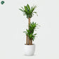 Dracaena Massangeana with green and yellow striped leaves 