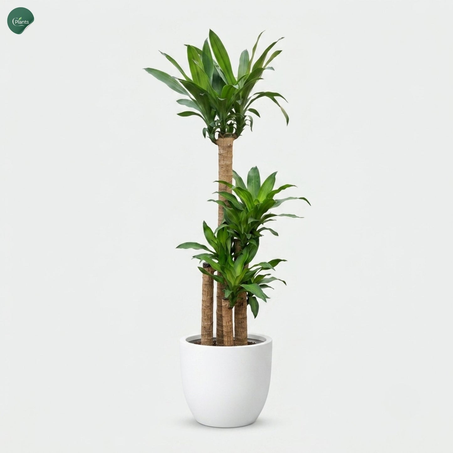 Dracaena Massangeana with green and yellow striped leaves 