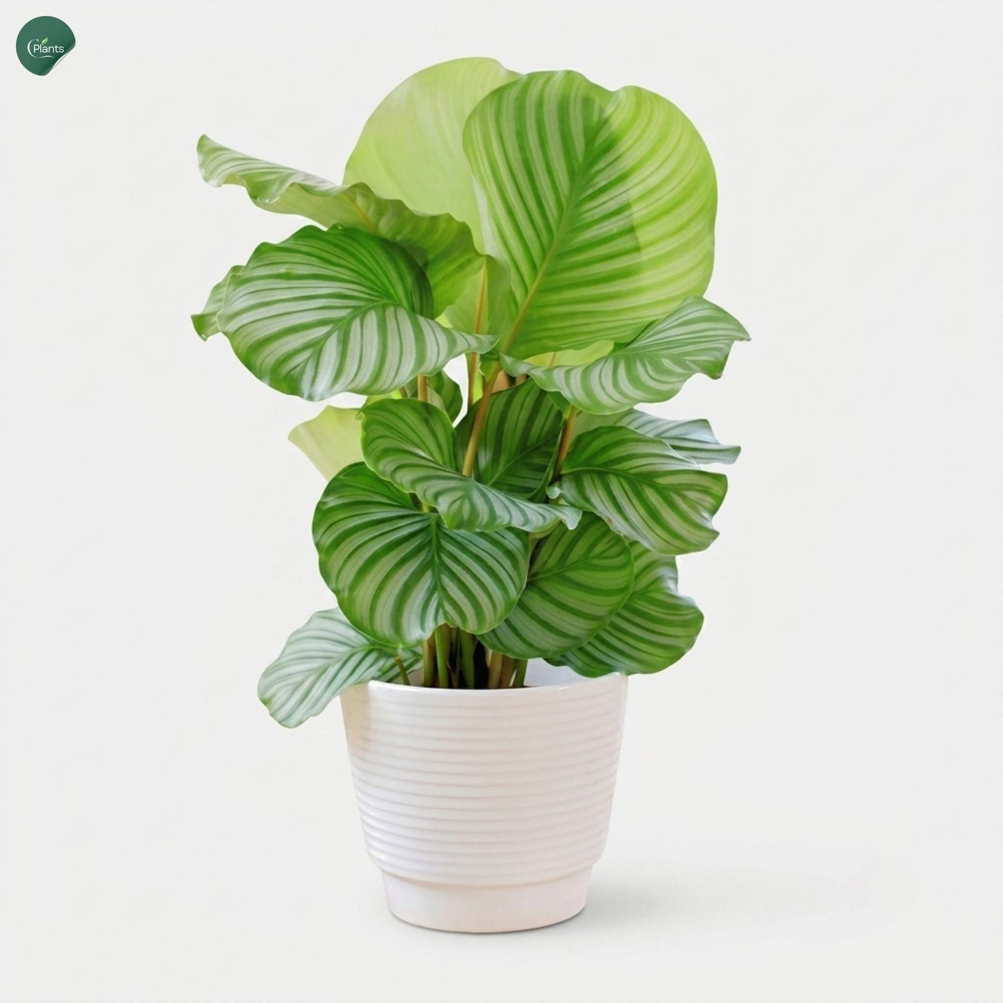 Tropical Calathea Orbifolia plant for modern interiors 