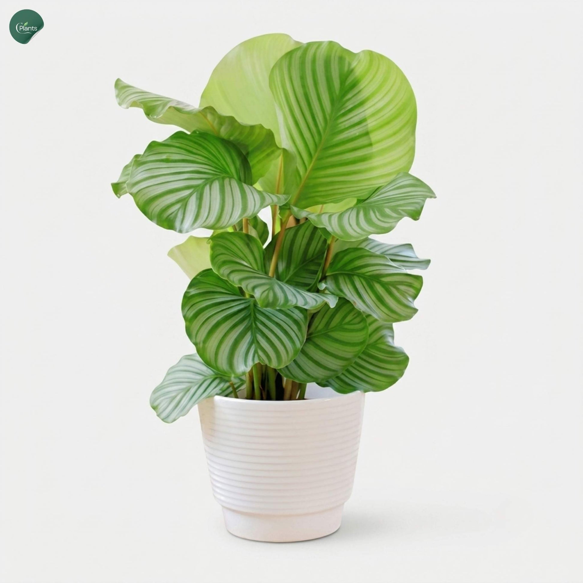 Tropical Calathea Orbifolia plant for modern interiors 