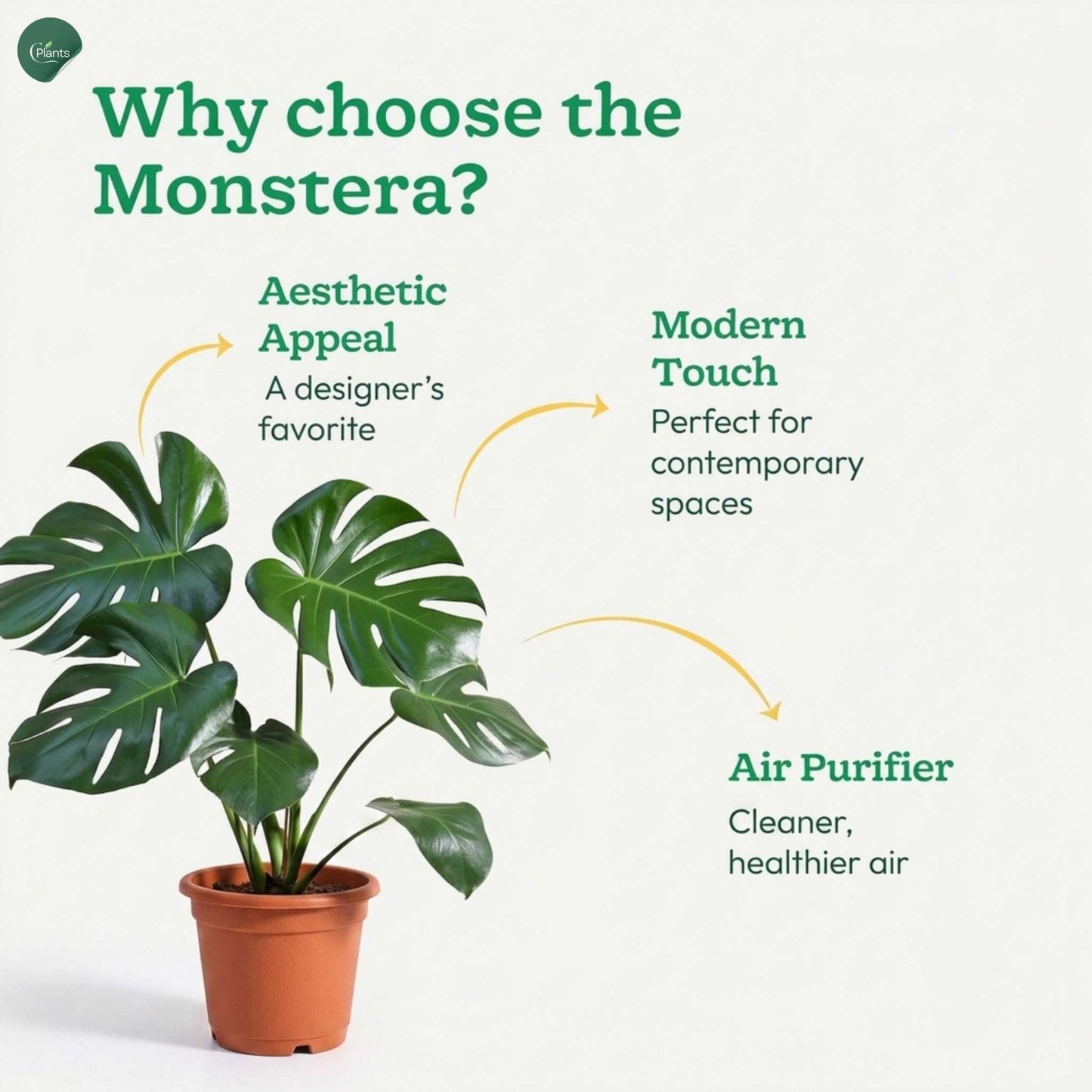 Large Monstera houseplant for living room décor 