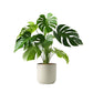 Monstera