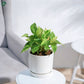 Variegated Money Plant decorative indoor plant UAE