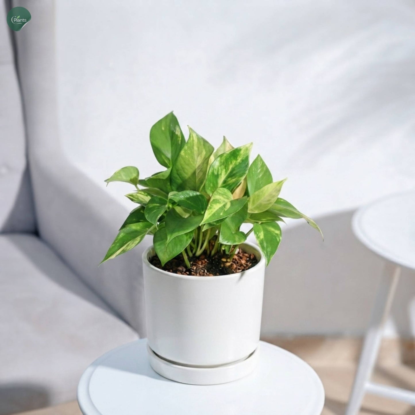 Variegated Money Plant decorative indoor plant UAE