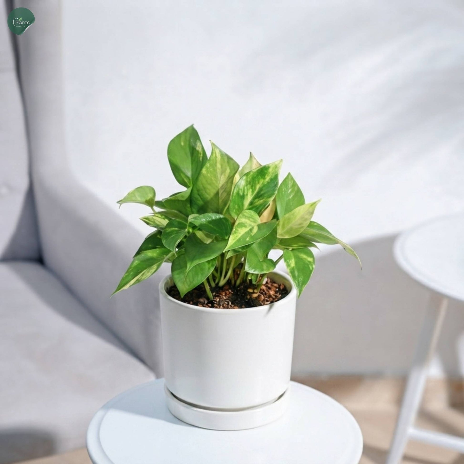 Variegated Money Plant decorative indoor plant UAE