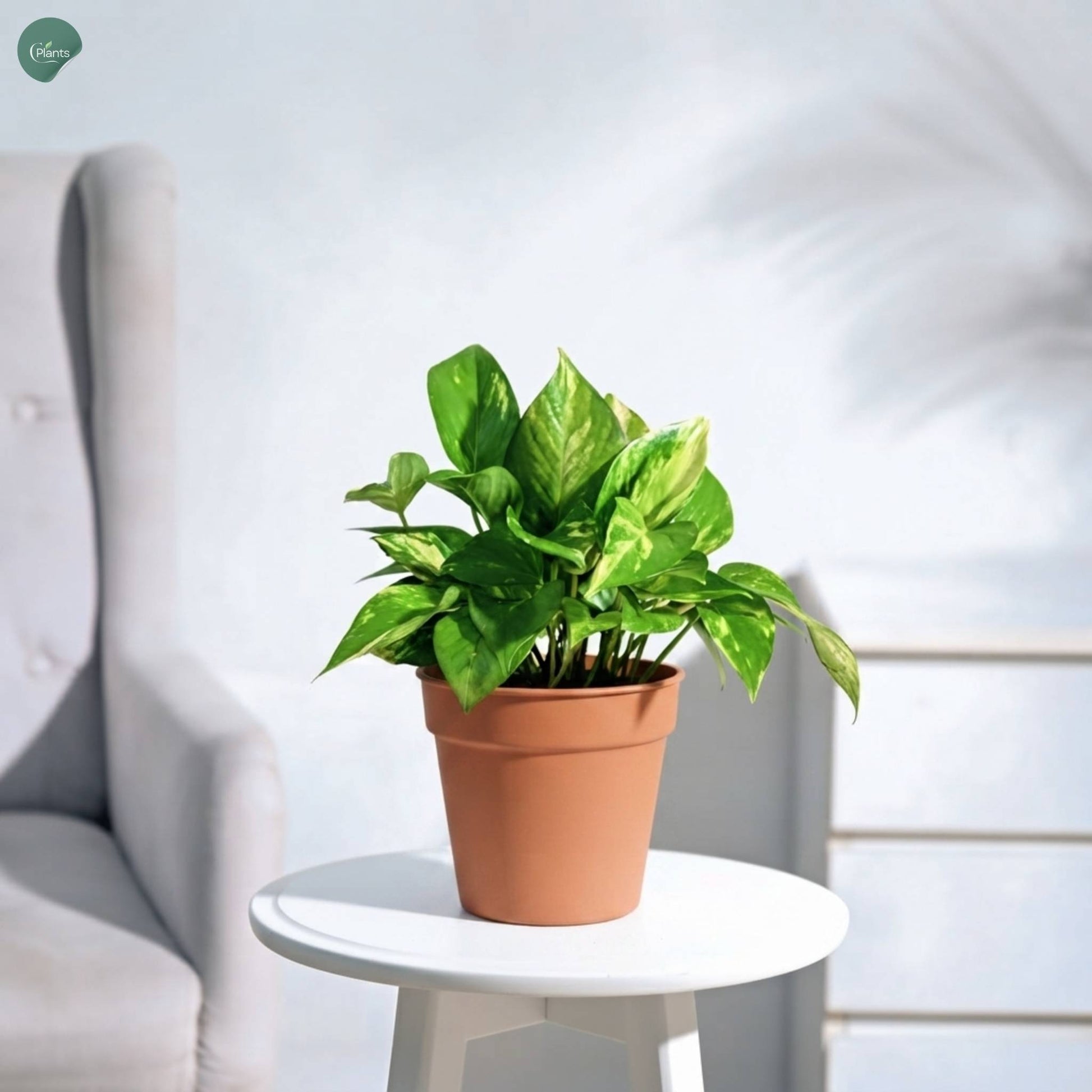 Variegated Money Plant indoor houseplant for home and office Dubai