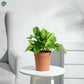 Variegated Money Plant indoor plant Dubai UAE