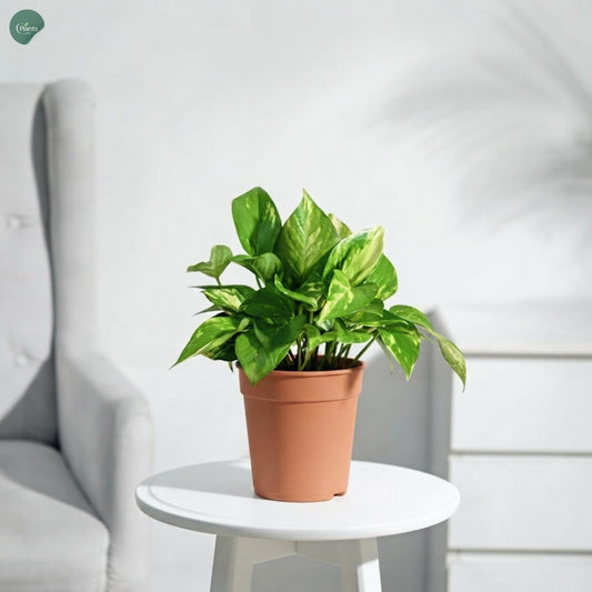 Variegated Money Plant indoor plant Dubai UAE