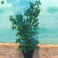 Weeping Fig outdoor plant in Dubai UAE