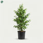 Large Weeping Fig tree for villa landscaping Dubai UAE