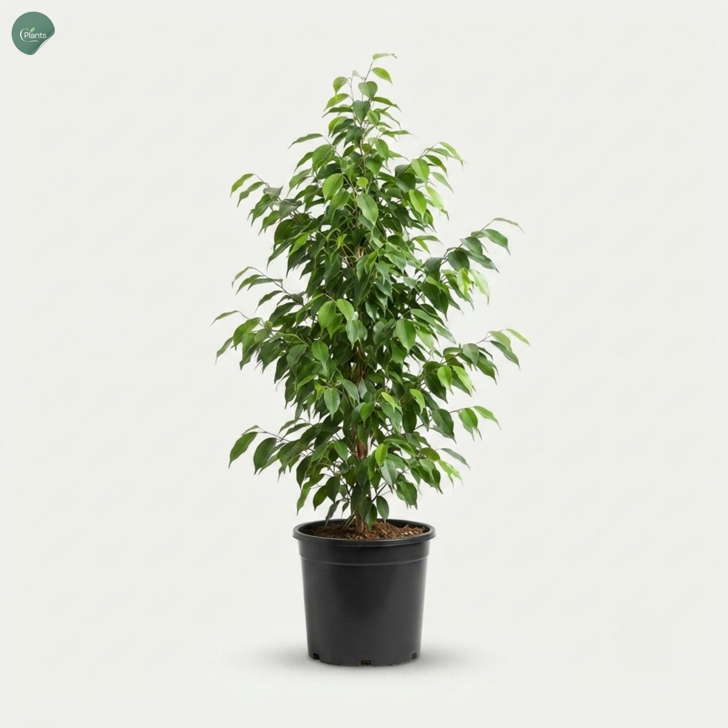 Large Weeping Fig tree for villa landscaping Dubai UAE