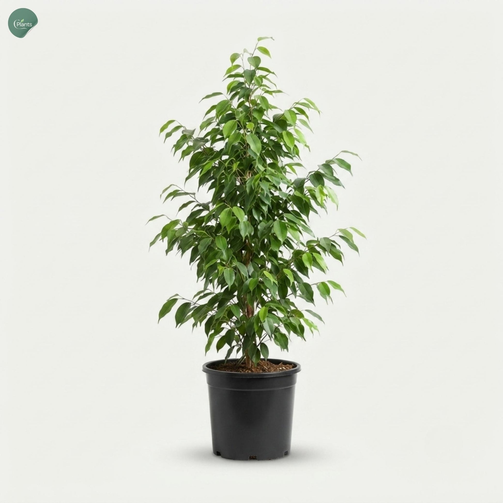 Large Weeping Fig tree for villa landscaping Dubai UAE