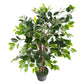 Weeping Fig