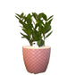 Zamioculcas Plant