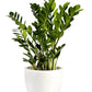 Zamioculcas zamiifolia - ZZ Plant