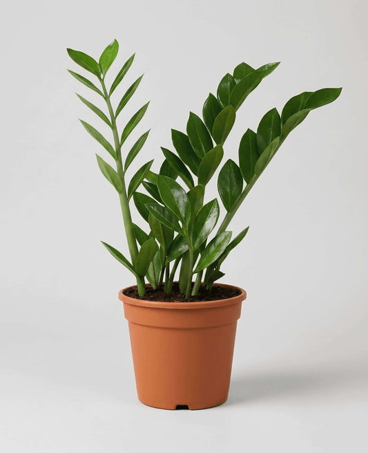 Elegant low maintenance ZZ Plant home interior decor